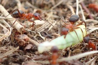 Narrow-headed ants