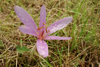 Meadow saffron