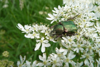 Noble chafer beetle