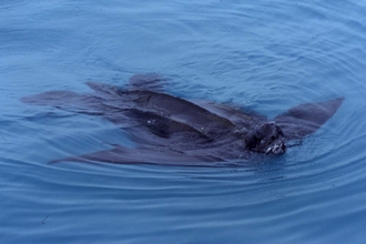 Leatherback turtle