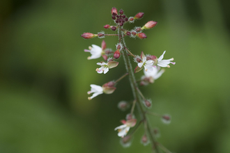 Enchanter's nightshade