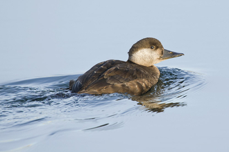 Common scoter female