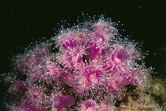 Jewel anemone