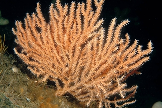 Pink sea fan