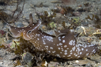 Sea hare