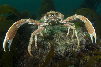 Spiny spider crab