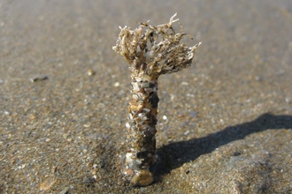 Sand mason worm