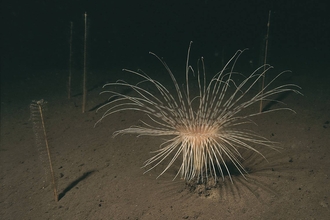 Fireworks anemone