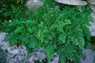 Parsley fern