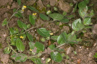 Round-leaved fluellen