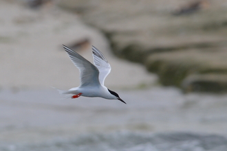 Roseate tern