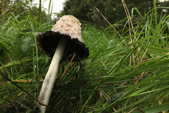 Shaggy Inkcap