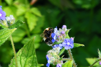 Heath bumblebee