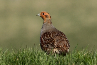 Grey Partridge