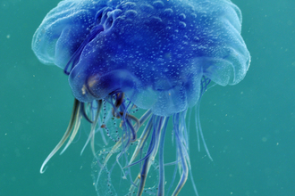 Blue jellyfish