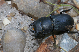 Lesser stag beetle