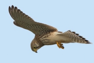 Hovering Kestrel credit: Kevin Loader