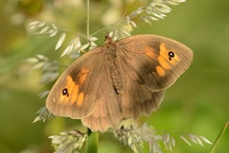 Meadow plants credit: Wildlife Trust