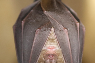 Greater Horseshoe Bat