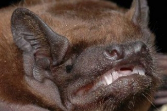 Noctule Bat credit: Peter Estok