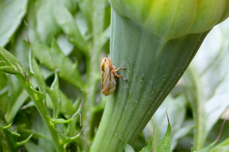 Common froghopper