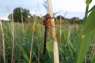 Brown hawker Great Fen