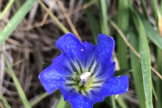 Marsh gentian 