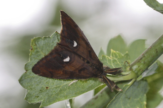 Male vapourer moth