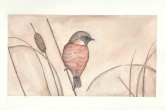 Stonechat in ink & watercolour by Zeena Thompson