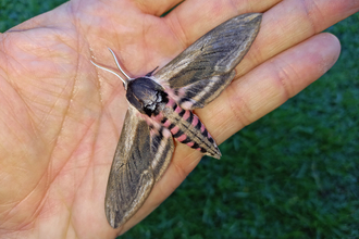 Privet hawkmoth by Henry Stanier