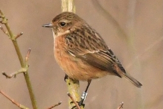 Female stonechat AH at Trumpington Meadows 10 Fen 2022