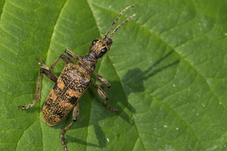 A black-spotted longhorn beetle resting on a leaf