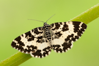 An argent & sable moth perched on a grass stem with its black and white wings spread