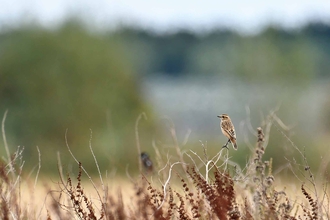Whinchat by Guy Pilkington