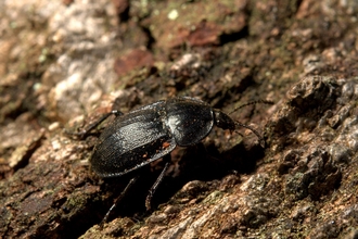 A black snail beetle on a rotten log