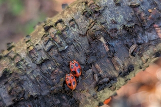 A pair of adult false ladybirds