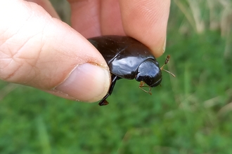 Great silver water beetle