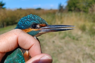 Kingfisher juvenile