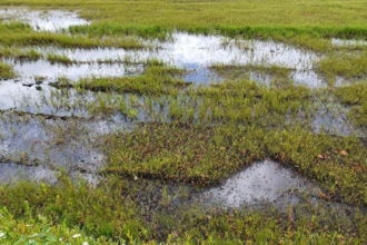 field of crops growing in water