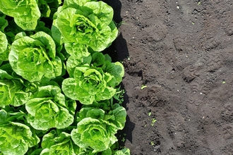 Left half of the photo bare soil, right side columns of lettuce growing