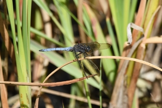 Keeled skimmer male by Andy Frost