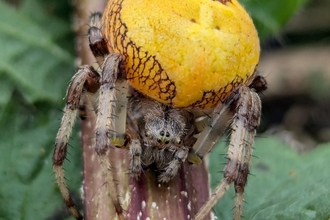 Marbled orb weaver