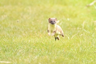 Stoat bounding through grass towards camera