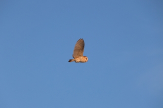 Barn owl flying silently over the Great Fen 2024