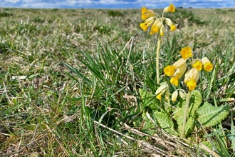 First cowslips in flower