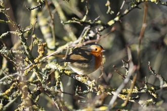Robin perched on bare branches