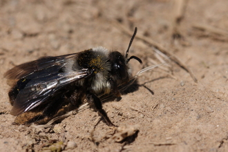 Ashy mining bee