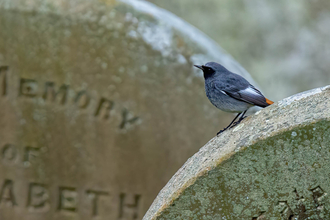  Black redstart