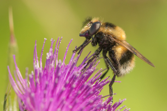 A bumblebee mimic hoverfly on a purple thistle flower. It's a fuzzy black and yellow hoverfly with a white tip to the abdomen, looking just like a bee. It's given away by its large eyes and short antennae