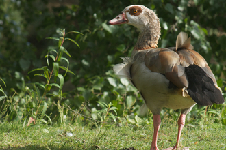 Egyptian goose